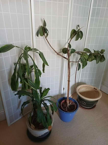 Photo of free Plant pots & plants (TW1) #1