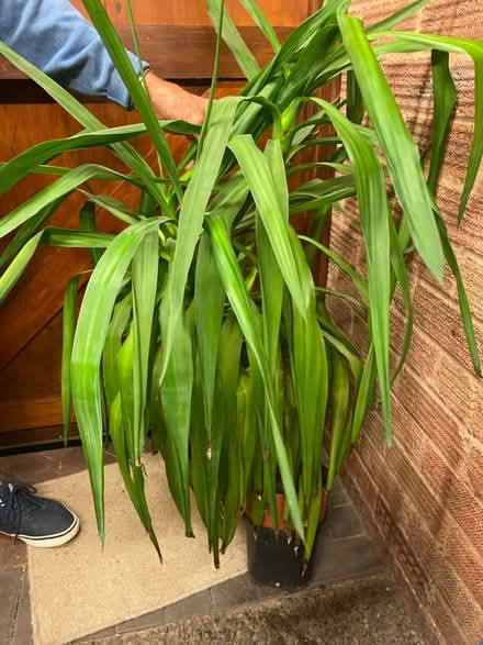 Photo of free House Plant (Malvern WR14) #2