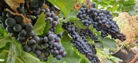 Photo of free Grapes for juicing or wine making (Broughton NN14) #1