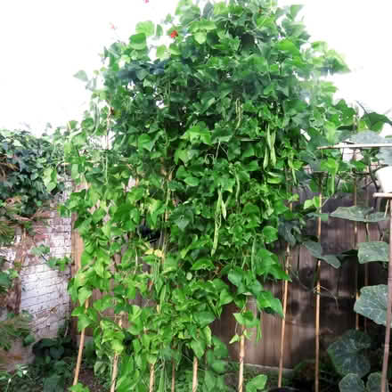 Photo of free Runner Bean Plants and Beans (Twickenham TW2) #1