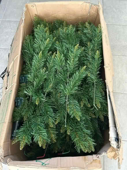 Photo of free Coeden Nadolig/Christmas tree (Tregarth LL57) #3