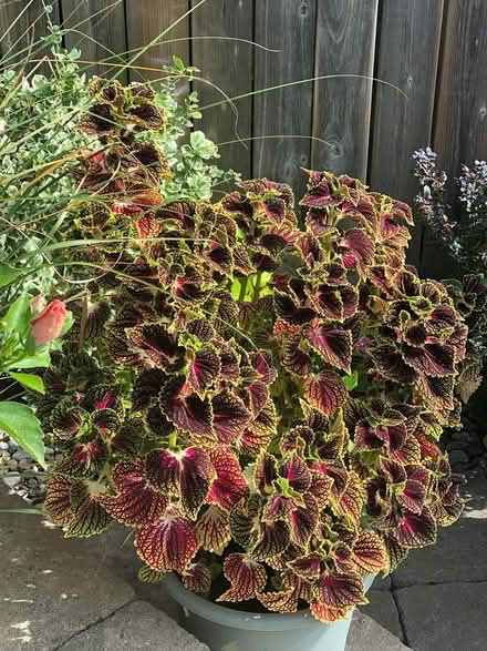 Photo of free Flowers - seeds - vine (L7L 7N1) #2