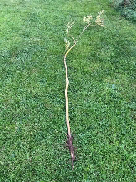Photo of free Twisted willow (Ifton Heath SY11) #2