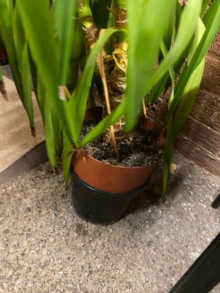 Photo of free House Plant (Malvern WR14) #4