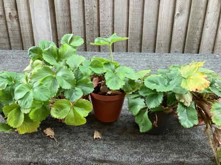 Photo of free Strawberry plants (Walderslade Bottom ME5) #1