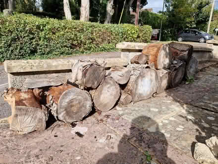 Photo of free Mature Logs for Splitting (BA15 Centre Bradford on Avon) #1