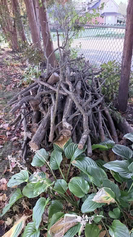 Photo of free Pile of fire wood (East Galt off Dundas) #1