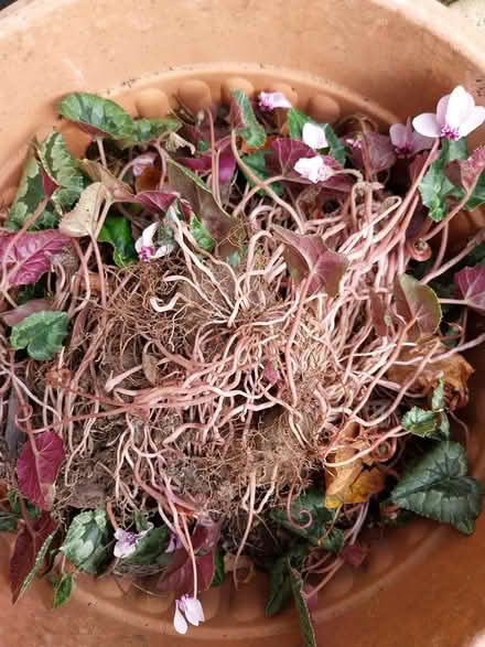Photo of free Cyclamen corms (AL7 Welwyn Garden City) #2