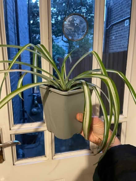 Photo of free spider plant in fresh soil (N17 Dunloe Avenue) #1