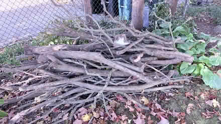 Photo of free Pile of fire wood (East Galt off Dundas) #2