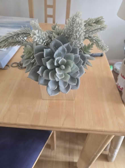 Photo of free Decorative plant (Basildon SS13) #1