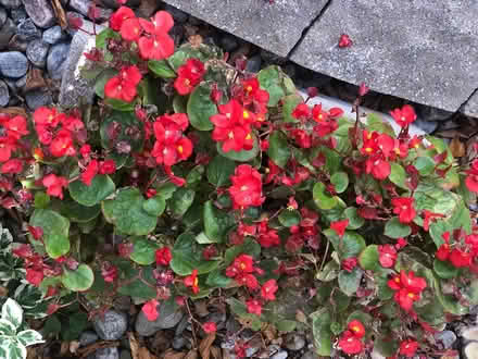 Photo of free Flowers - seeds - vine (L7L 7N1) #1