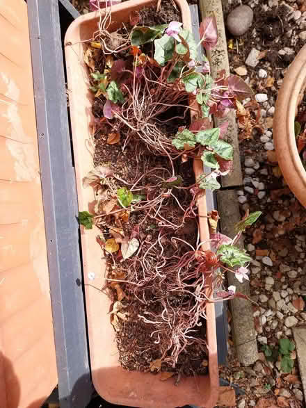 Photo of free Cyclamen corms (AL7 Welwyn Garden City) #3