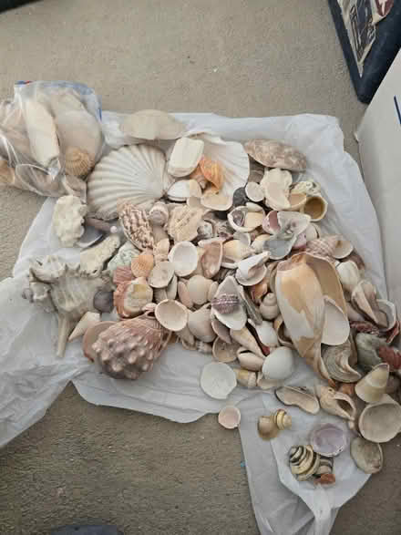 Photo of free Sea shells (Basildon SS13) #1