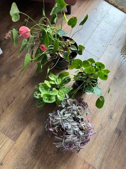 Photo of free House plants (Hale Village L24) #1