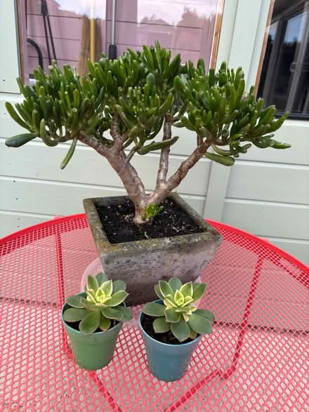Photo of free succulents (Burgess Hill RH15) #1