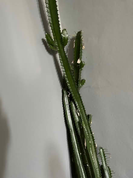 Photo of free Very tall healthy cactus 170cm (Crookes Sheffield 10) #2