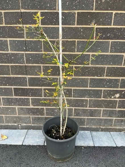 Photo of free Winter Jasmine (Ifton Heath SY11) #1