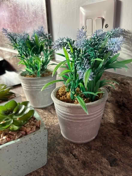 Photo of free Artificial plants in pots (Bacton IP14) #2