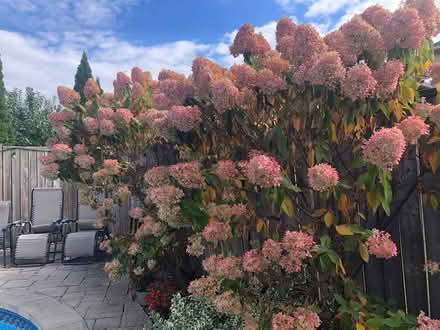 Photo of free Flowers - seeds - vine (L7L 7N1) #3