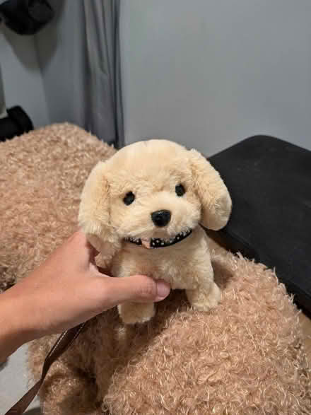 Photo of free Plush toys (Sengkang) #1