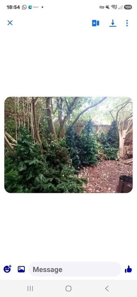 Photo of Artificial Christmas trees (Timperley) #1