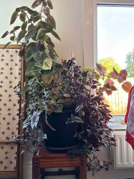 Photo of free Large houseplant (Middleton St George, DL2) #1