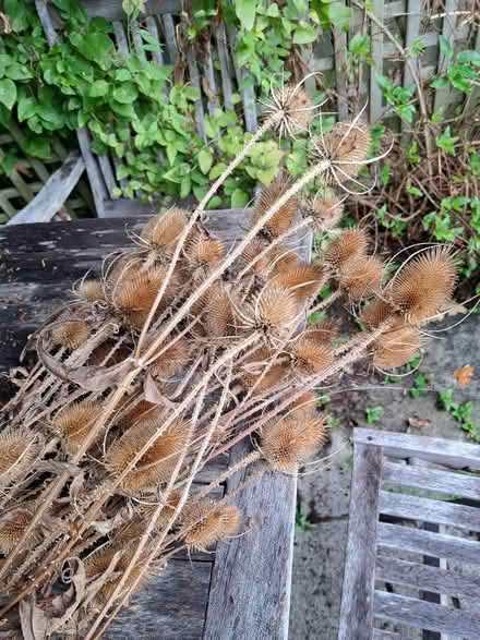 Photo of free Dried teasels (Bransgore BH23) #1