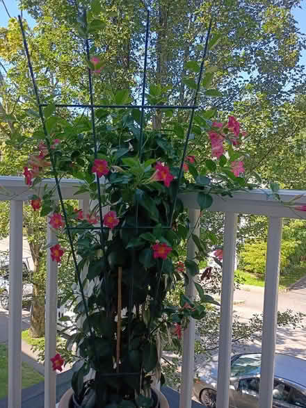Photo of free manavilla tall (Near Waltham Library) #1