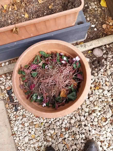 Photo of free Cyclamen corms (AL7 Welwyn Garden City) #1