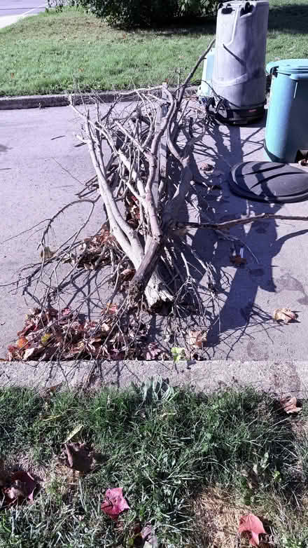 Photo of free Pile of fire wood (East Galt off Dundas) #3