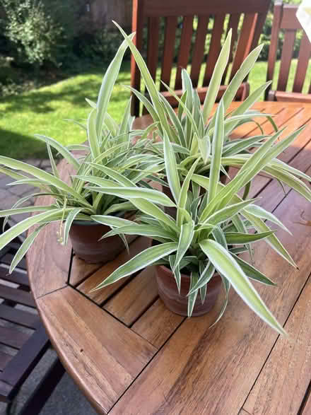 Photo of free Healthy spider plants (Ham TW10) #1
