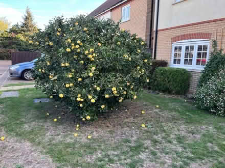 Photo of free Quinces in CB5 (CB5) #1