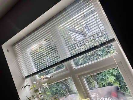 Photo of free Medium Blind (Kingston KT1) #1