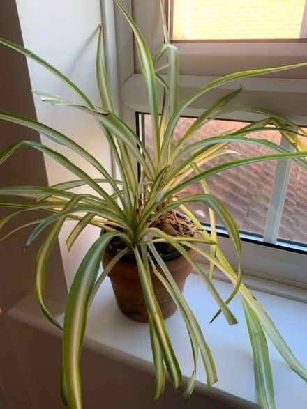 Photo of free 2 spider plants (North walbottle NE5) #2