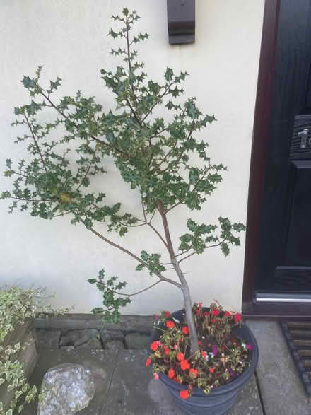 Photo of free Holly Tree/Bush (Wentnor SY9) #1