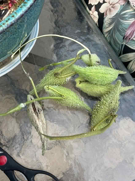Photo of free Plant Cuttings and Seeds (SE Downers Grove) #2