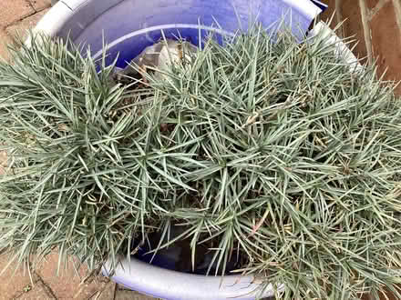 Photo of free Dianthus (Pinks) (Morley LS27) #2
