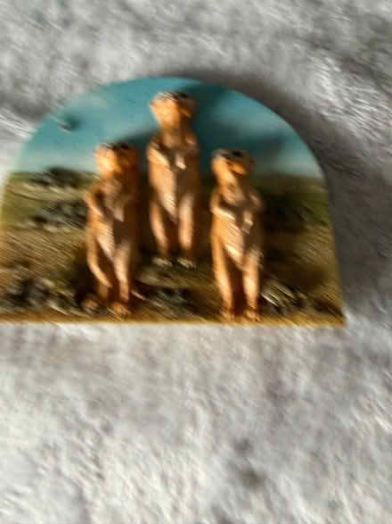 Photo of free Meerkat (Westbury BA13) #1