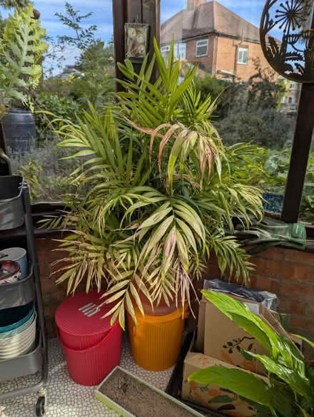 Photo of free Large plant - see photo (near Hollow Way, Cowley OX4) #1