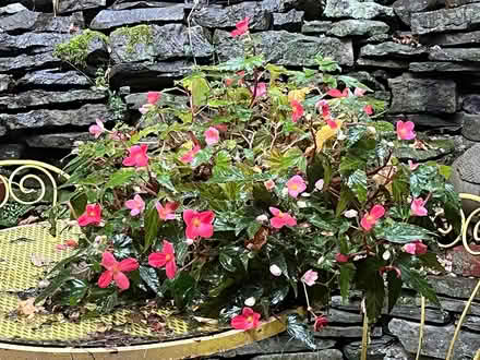 Photo of free large wax begonia (Ithaca - West Side) #1