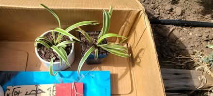 Photo of free plant and garden stuff (North Denver) #2