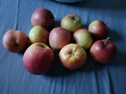 Photo of free Eating apples (Stanley Gate L39) #1