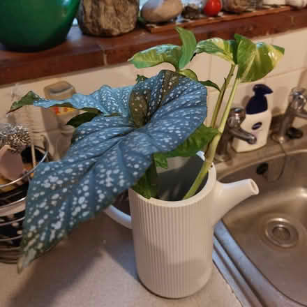 Photo of free Plant cuttings (Crystal Palace, SE19) #1