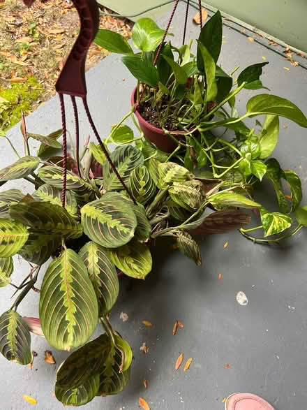 Photo of free hanging house plants (Ithaca - West Side) #1