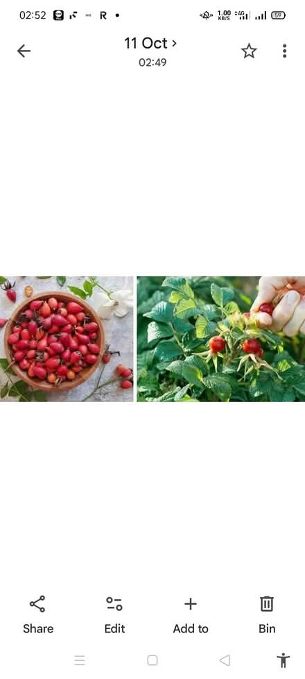 Photo of Rosehips (Helston Albion road area TR13) #1