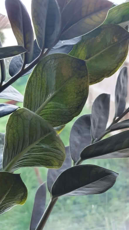 Photo of free House plant (Eastville BS5) #2