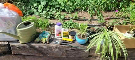 Photo of free plant and garden stuff (North Denver) #1