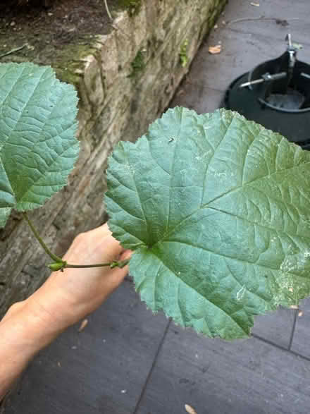 Photo of free Baby Hazel tree (Elephant and castle SE11) #1