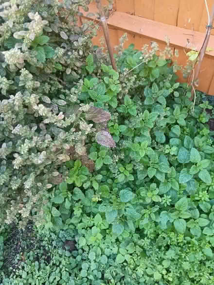 Photo of free Lemon balm (Emerson Valley MK4) #1